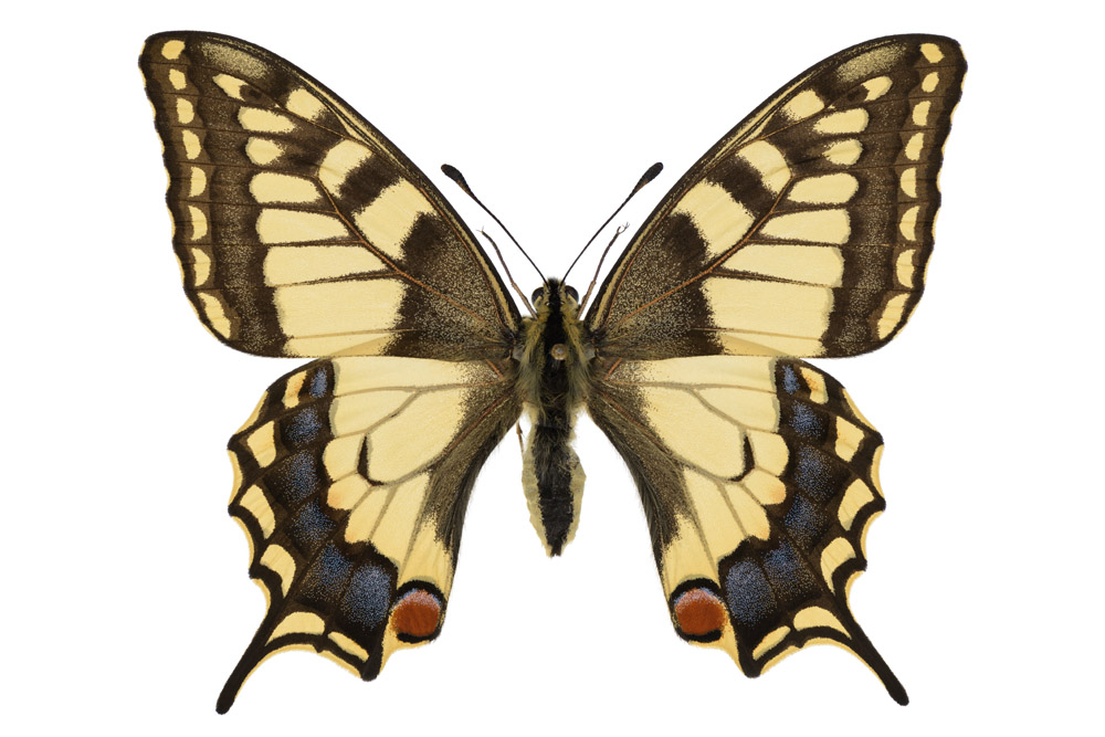 Familie der Ritterfalter,  Fundort Saarbrücken, 74 mm Flügelspannweite